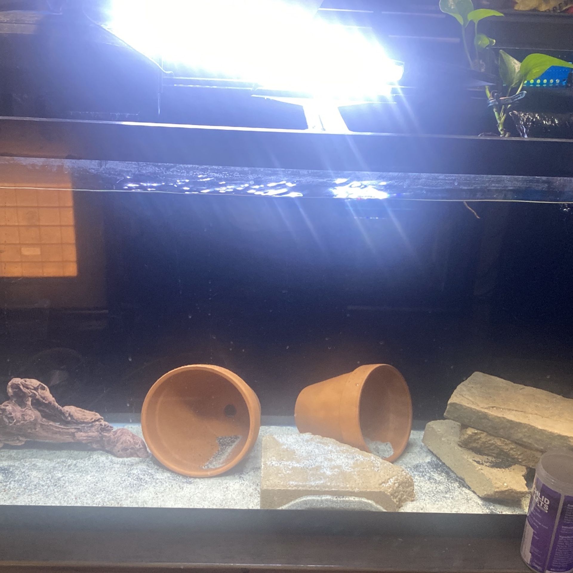 55 Gallon Fish Tank