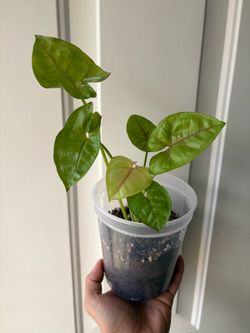 Syngonium ‘berry allusion’