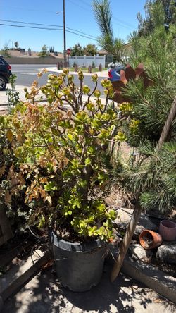 Jade/mixed plants