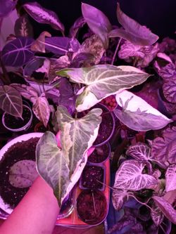 Rare Plants