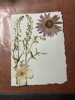 Pressed flowers