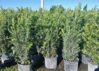 Podocarpus and clusias