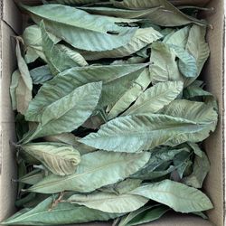 Níspero Leaves 