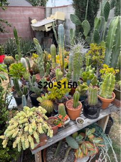 Cactus varieties cactus plants