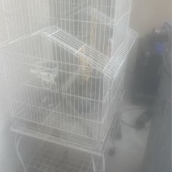 Bird Cage