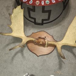Mooae Antlers