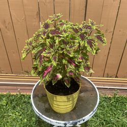 Potted Coleus In Yellow Pot 