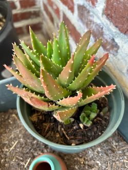 Succulent