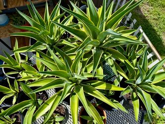 Agave Plants