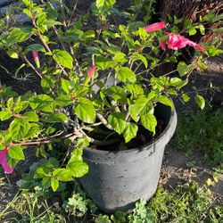 Pink Hibiscus 🌺 