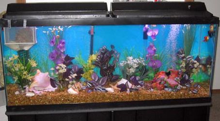 55 Gallon Aquarium with canister filter