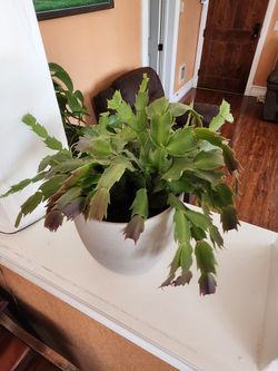 Thanksgiving cactus