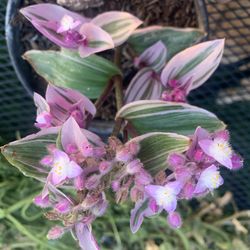 Tradescantia Plant