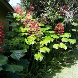 Pagoda Plants