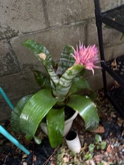 Bromeliad Plant with Pink Bloom