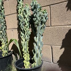 Queen Of The Night Cacti