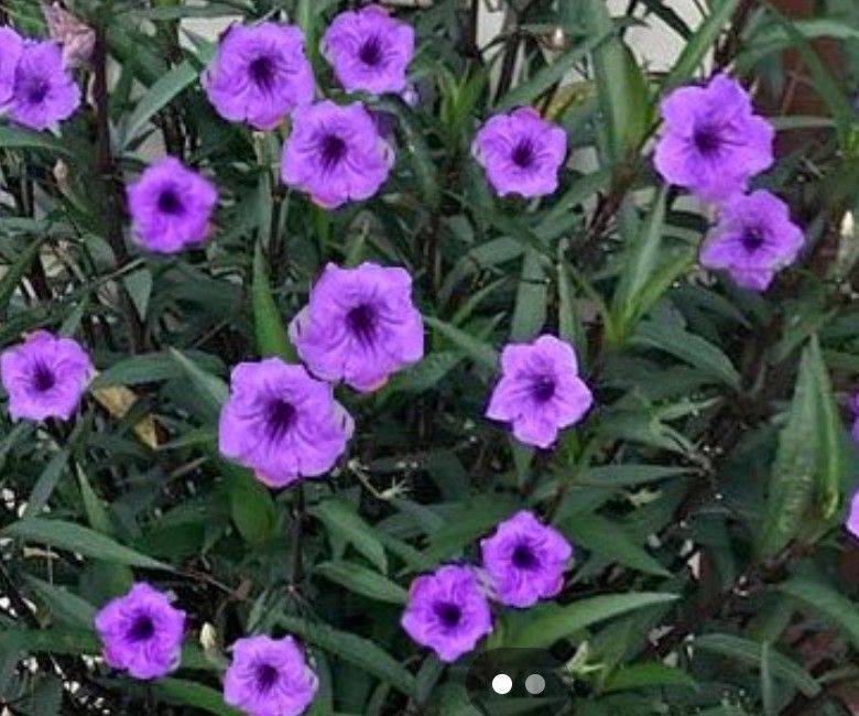 Mexican Petunia Plants