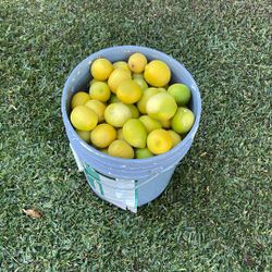 Organic Seedless Lemons 