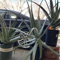 Aloe Vera Plants