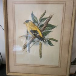 Vintahe Bird Picture