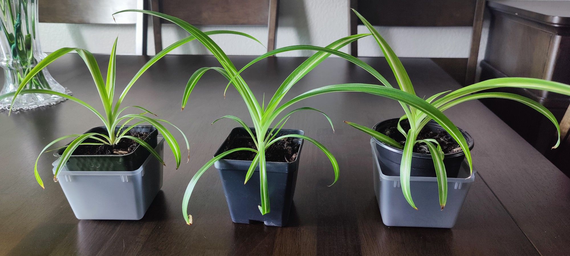 Cute Variegated Spider Plants