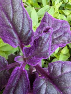 Purple Passion plant