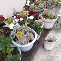 All Plants 3.00 Each