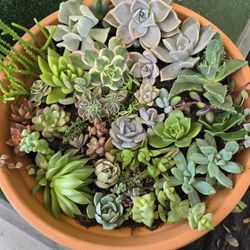 Succulents