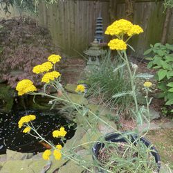 Achilleas- Perennial Flower Pot - Big Pot Of 