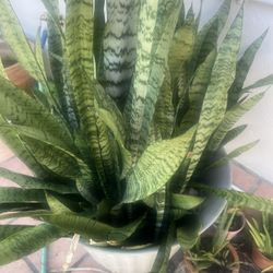 Large Snake Plant With Green Pot