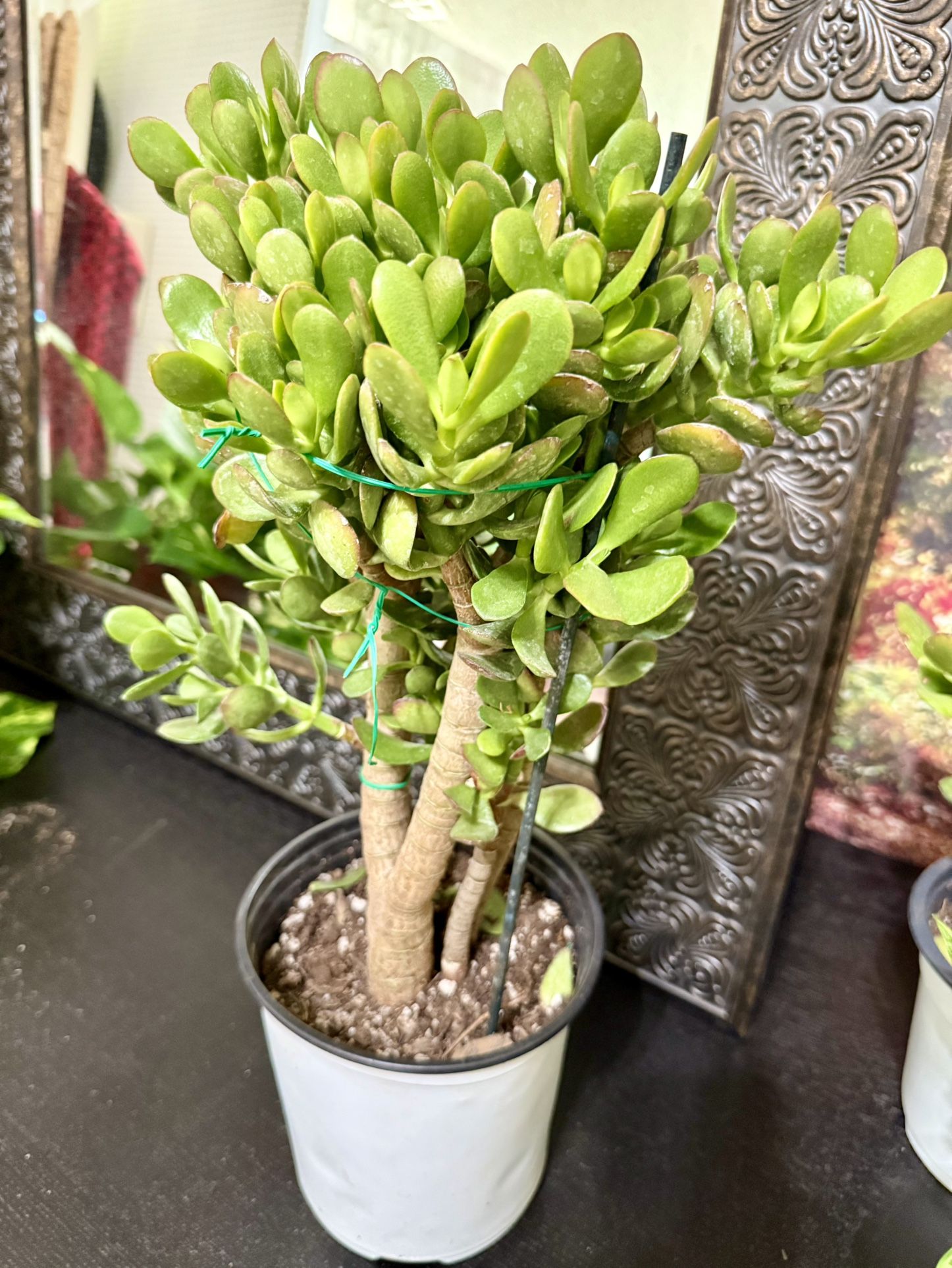 🪴Lucky Jade Or Gud Luck Plant🙏PLS READ DESCRIPTION