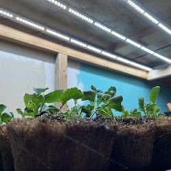 Pro-Quality Grow lights