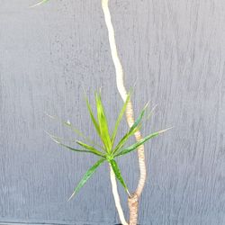 Dracaena Marginata Plant Tree ( Dragon Tree )