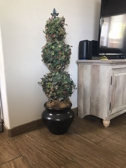 Plant Tall 49