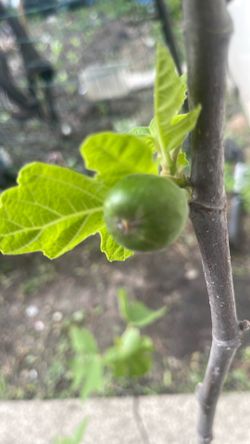 Chicago hardy fig tree