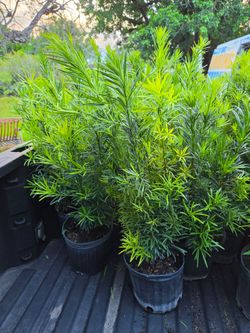 podocarpus Instant Privacy Hedge For Fence Green Full Ready  minimum qty  100