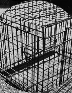 Dog Crate, cage, large
