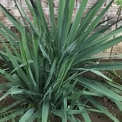 Adam Needle Yucca $5 & Up