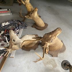 Deer Heads 