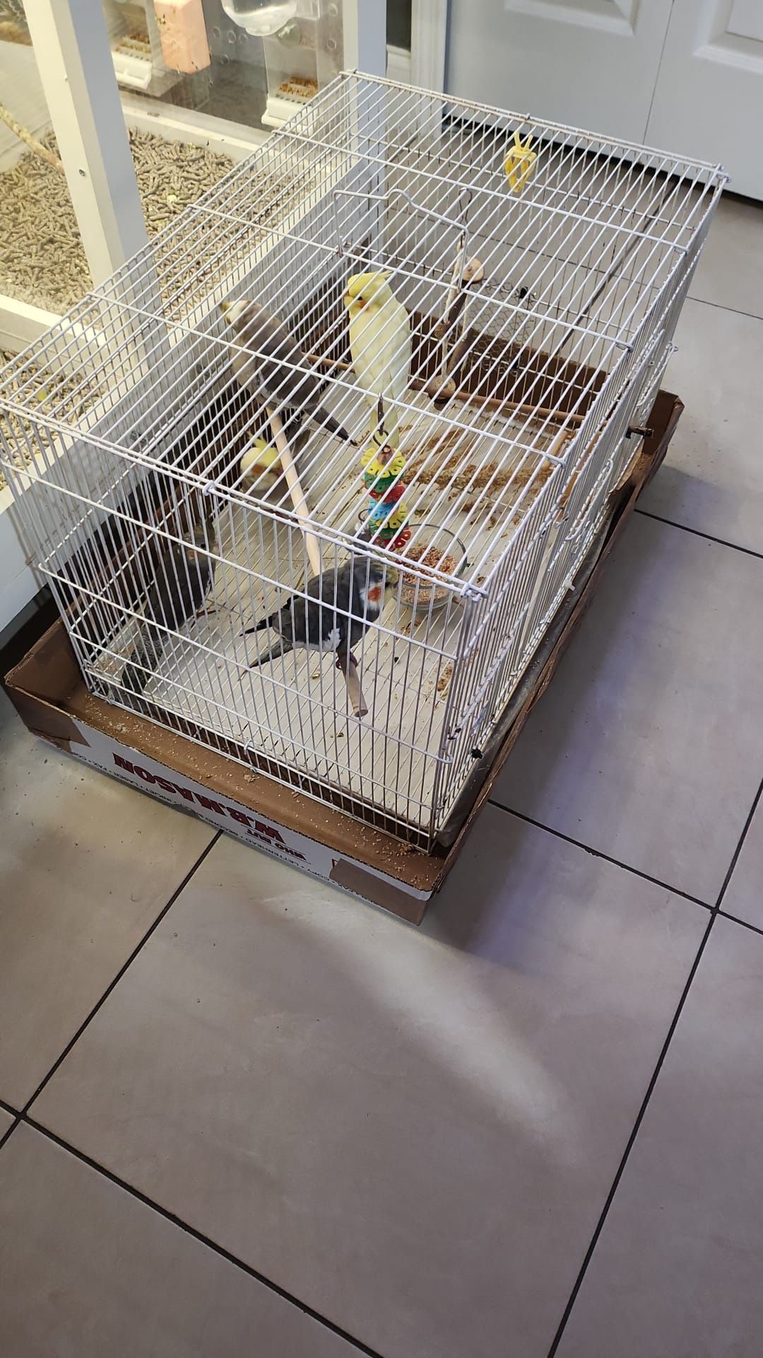 Bird Cage For Cockatiels 