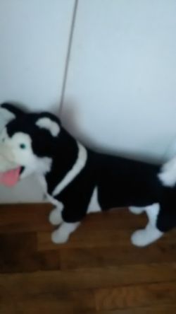 Life-size husky stuffed dog