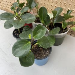 Peperomia Plants 🪴 