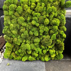 Live Moss Art 
