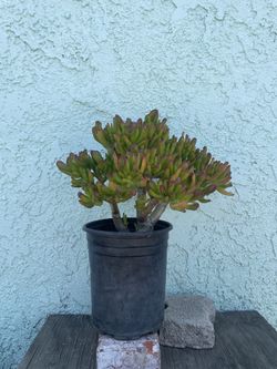Succulent