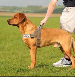 Mama Papa Says I'm Special No Pull Dog Harness Escape Proof - New