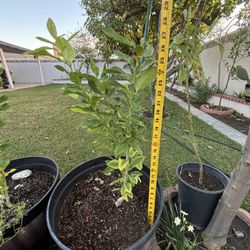 Pair of Healthy 31" Lemon Trees - 2 Years Old - Homegrown