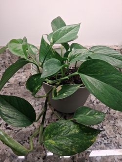 Well Rooted Houseplant In New 7" Green Pot