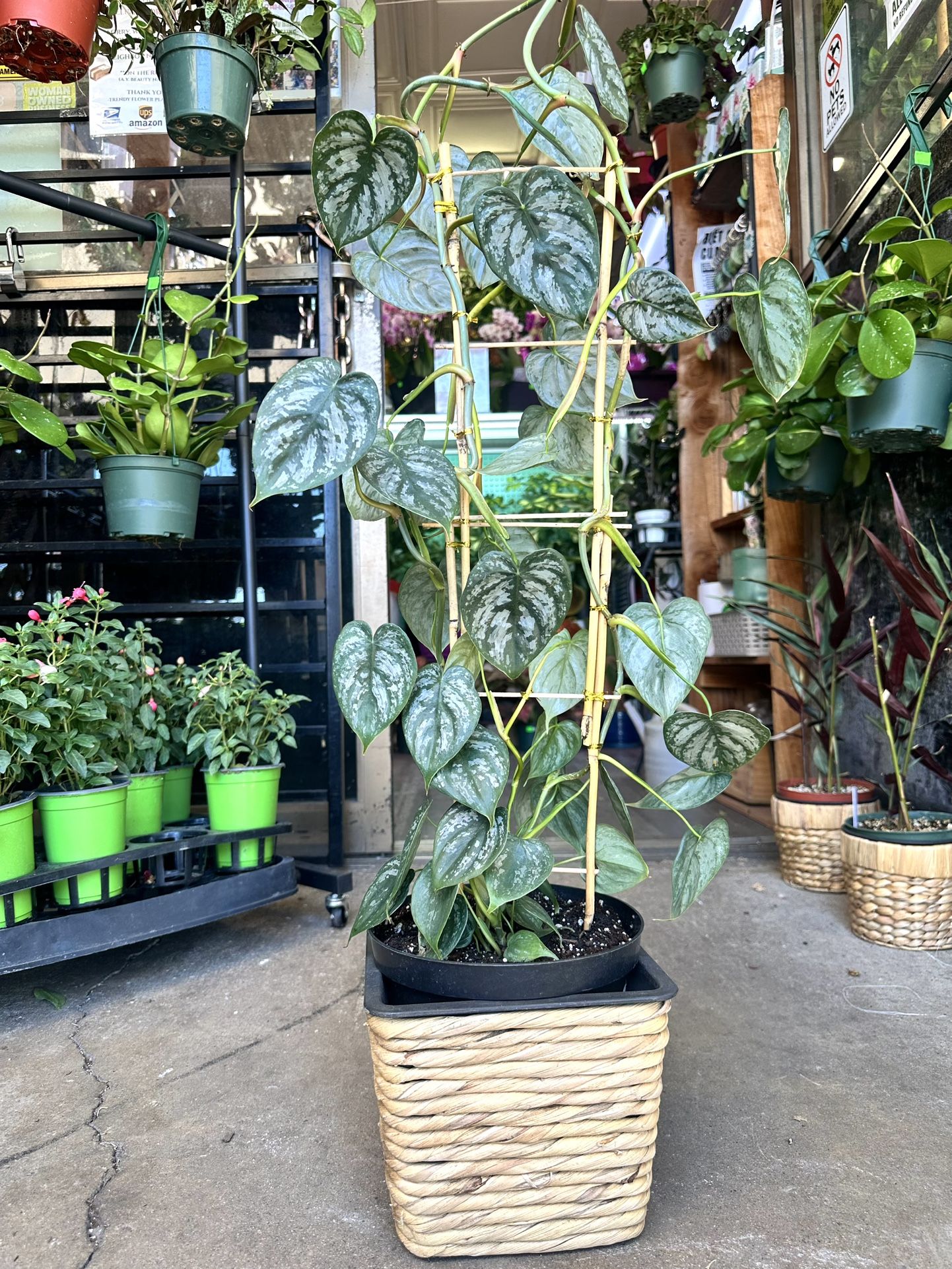 is snake plant a succulent plant African Spear Plant 'Sansevieria cylindrica' main image 1