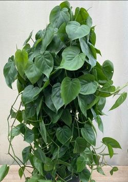 Lush Trailing Philodendron heartleaf plant/ indoor plant/ house plant/ flower patio garden