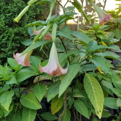 Brugmansia 